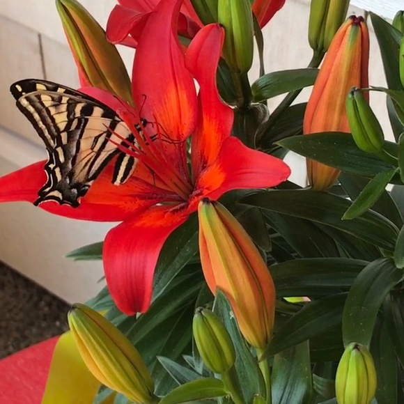 Meet your Posher, Michelle - Picture 1 of 2